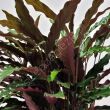 Calathea 17/65 