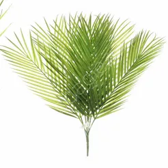 Liść palma pęczek