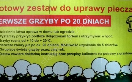 Grzybnia - Pieczarka biała karton