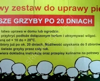 Grzybnia - Pieczarka biała karton