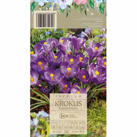 Krokus Flower Record 5-6 20szt DCO