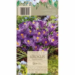 Krokus Romance 20szt DCO