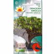 Dracena smocza 5szt Toraf 
