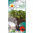 Dracena smocza 5szt Toraf 
