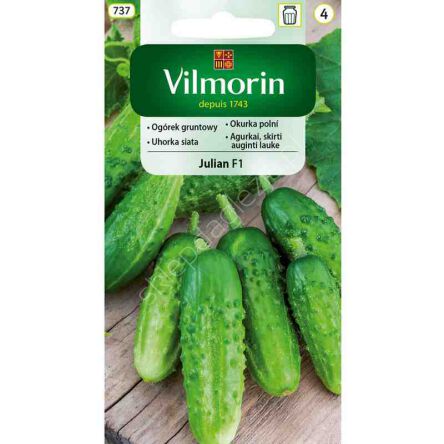Ogórek Julian F1 5g Vilmorin