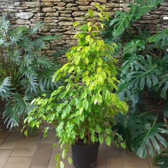 Ficus binnendijkii Alii 21/105