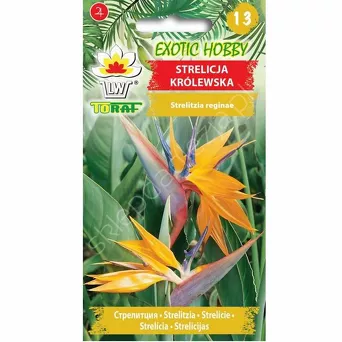 Strelicja królewska 5szt T 