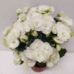 Begonia kwitnąca 13/30 