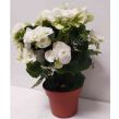Begonia kwitnąca 13/30 