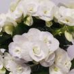 Begonia kwitnąca 13/30 