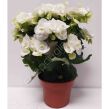 Begonia kwitnąca 13/30 