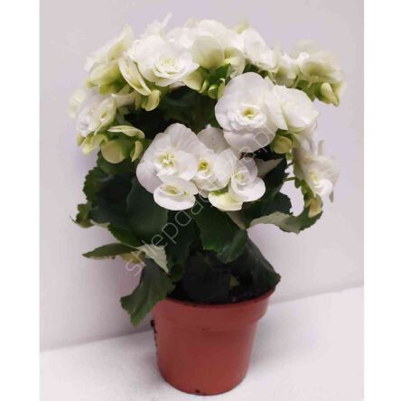 Begonia kwitnąca 13/30 