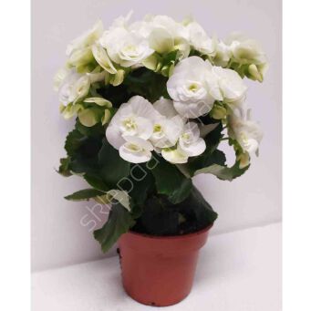 Begonia kwitnąca 14/32