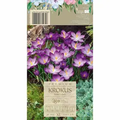 Krokus Ruby Gigant 5-6 20szt DCO