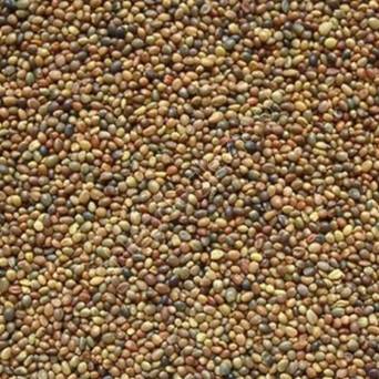 Koniczyna Perska MARAL-C/I 0,5kg