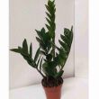 Zamiaculcas 12/55 