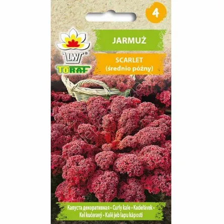 Jarmuż Scarlet  2g czerwony TORAF