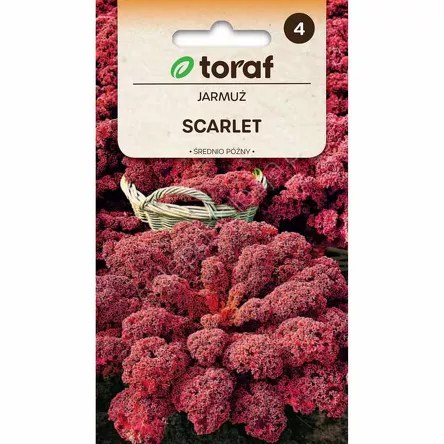 Jarmuż Scarlet  1g czerwony T