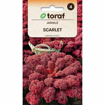 Jarmuż Scarlet  1g czerwony T