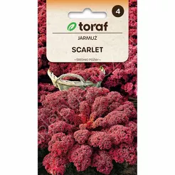 Jarmuż Scarlet  1g czerwony T