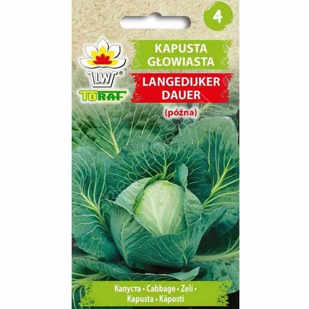 Kapusta biała Langedijker Dauer 2g T