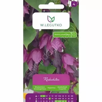 Rodochiton fioletowy 6nas.  L