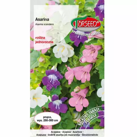 Asarina - pnacze - mieszanka 10 szt  To