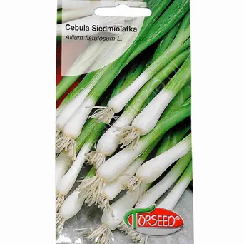 Cebula siedmiolatka Kroll   0,5g To
