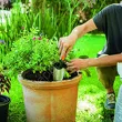 Łopatka Premium Planters - 8