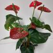 Anthurium 14/55