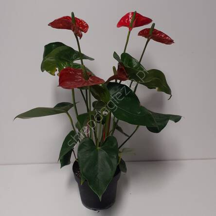 Anthurium 14/55