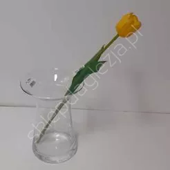 Tulipan pojedyńczy guma