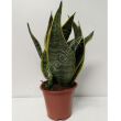 Sansevieria 12/35 