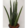 Sansevieria 12/35 