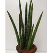 Sansevieria 12/35 