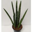 Sansevieria 12/35 