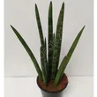 Sansevieria 12/35 
