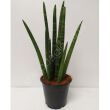 Sansevieria 12/35 