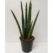 Sansevieria 12/35 