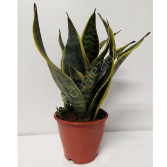 Sansevieria 12/35 