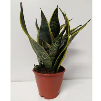 Sansevieria 12/35 