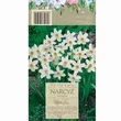 Narcyz Recurvus 12-14 5szt DCO