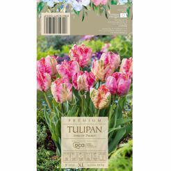 Tulipan Apricot Parrot 12-14 5szt DCO