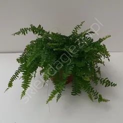 Paproć Green Moment 12/20