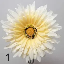 Gerbera pojedyńcza