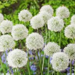 Czosnek Mount Everest 18-20 DCO