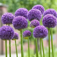 Czosnek Gladiator 20-22 DCO