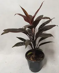 Cordyline 13/55
