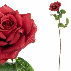 Róża pojedyncza 50cm