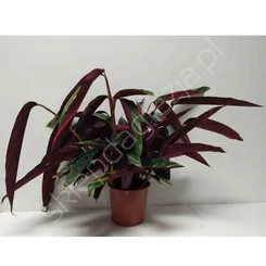 Calathea 17/65